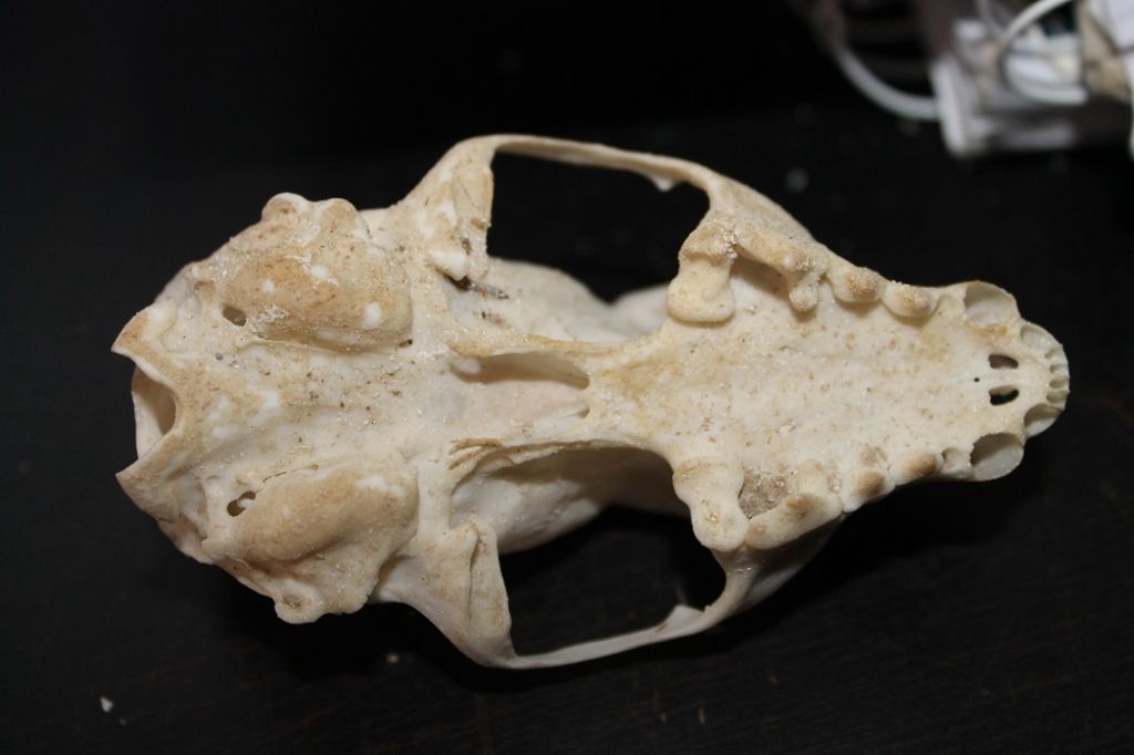 Dilemma cranio mustelide